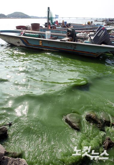 한강 생태 '비상등'…극심한 녹조·물고기 집단폐사 | 인스티즈