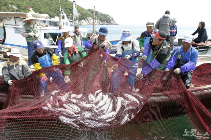 겨울철 최고 수산물에 꼽힌 숭어잡이 축제(자료사진)