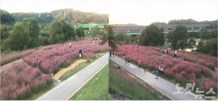 대전 금강변 초화단지에 만개한 핑크뮬리. (사진=대전시 제공)