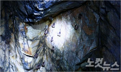 전남 진도 대마도 관박쥐 신규 서식지 확인 (사진=다도해 해상 국립공원 서부사무소 제공)