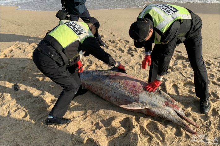 9일 오전 7시 35분쯤 강원 강릉시 강문동 스카이베이 호텔 앞 경포해변 인근에서 참돌고래 사체 1구가 발견됐다. (사진=동해해양경찰서 제공)