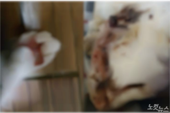 지난달 29일 군산시 나운동에서 발견된 고양이. (사진=독자 제공)