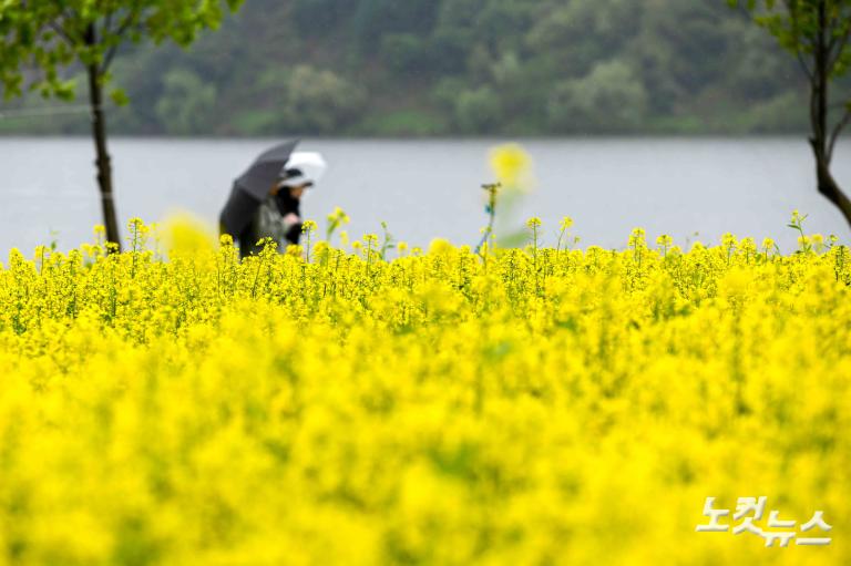 유채꽃 축제