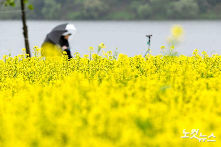 유채꽃 축제