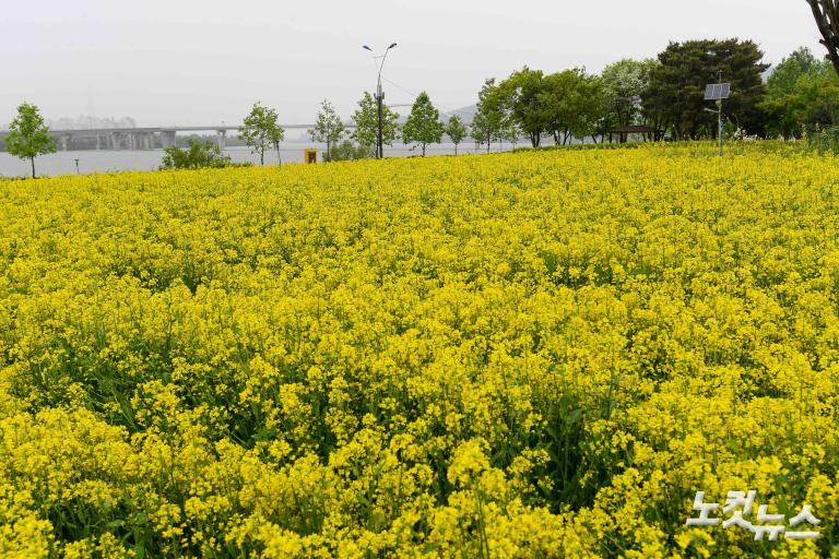 유채꽃 축제