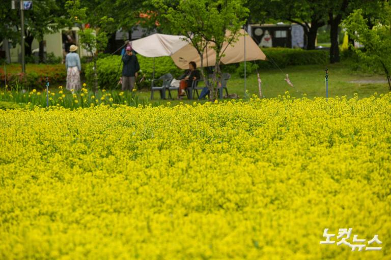 유채꽃 축제