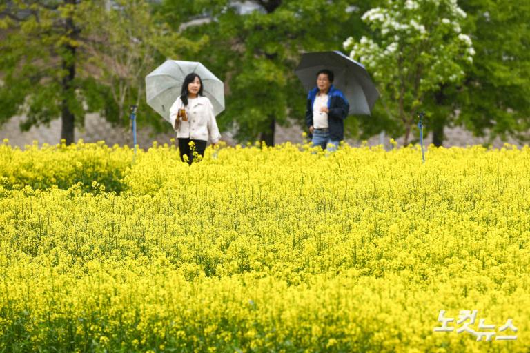 유채꽃 축제