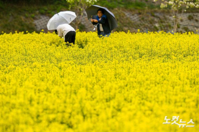 유채꽃 축제