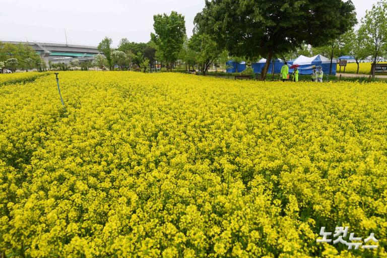유채꽃 축제