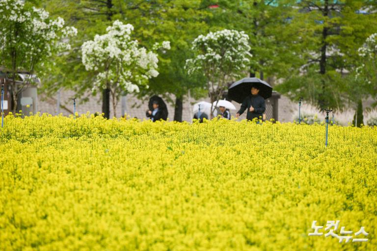 유채꽃 축제