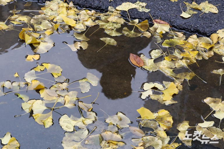 가을비에 젖은 낙엽