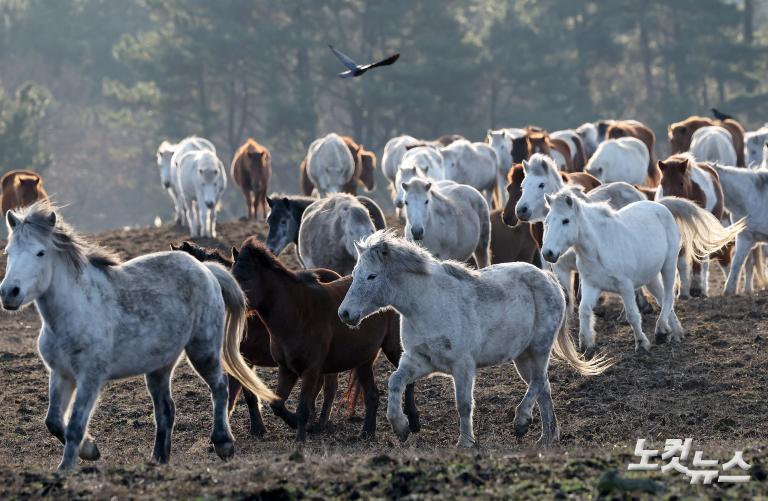 붉은 말의 해, 희망의 아침을 기다리며