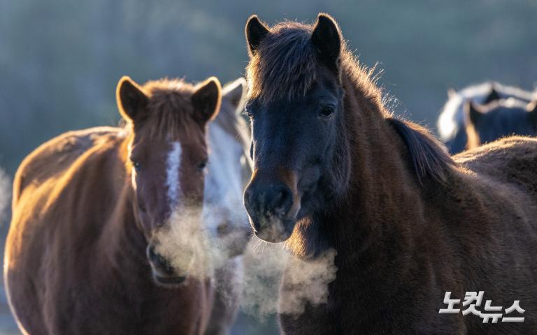 붉은 말의 해, 희망의 아침을 기다리며