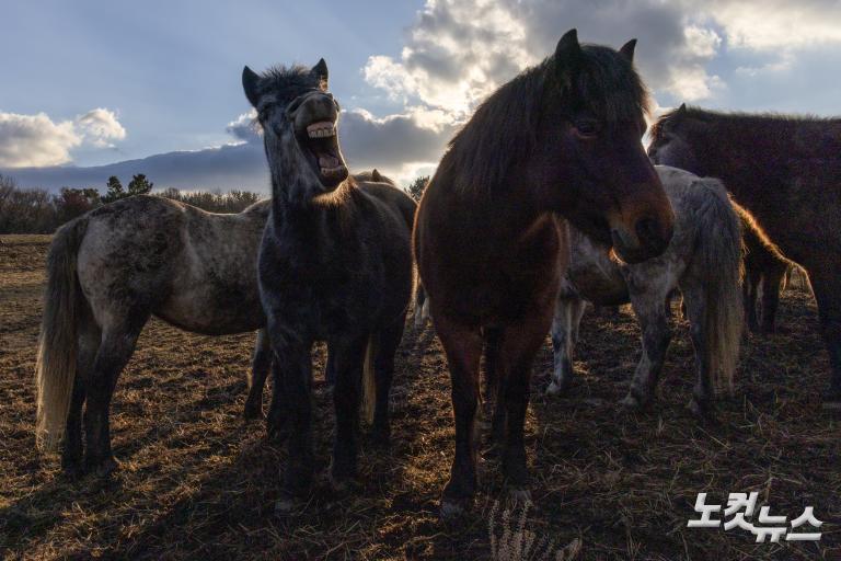 붉은 말의 해, 희망의 아침을 기다리며