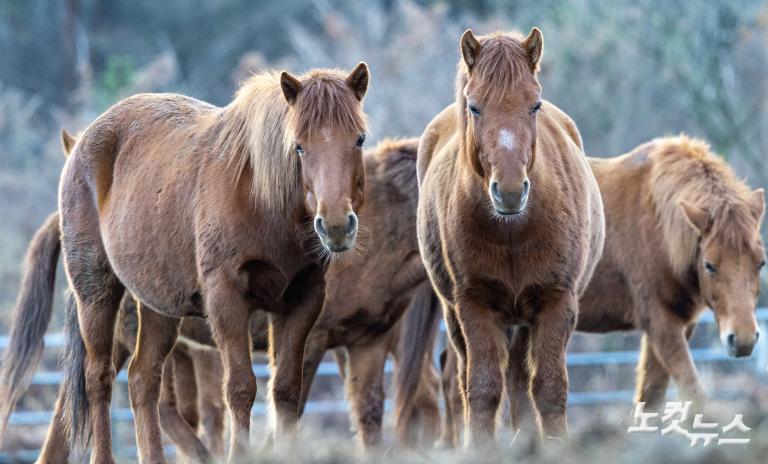 붉은 말의 해, 희망의 아침을 기다리며