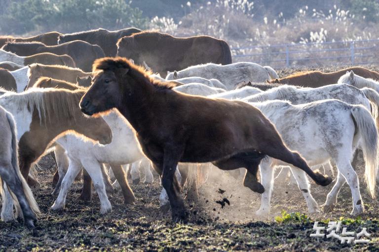 붉은 말의 해, 희망의 아침을 기다리며