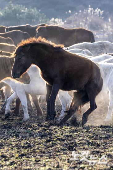 붉은 말의 해, 희망의 아침을 기다리며