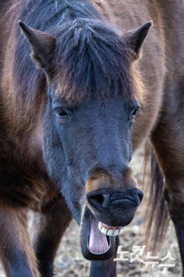 붉은 말의 해, 희망의 아침을 기다리며