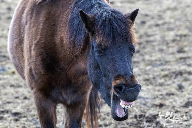 붉은 말의 해, 희망의 아침을 기다리며
