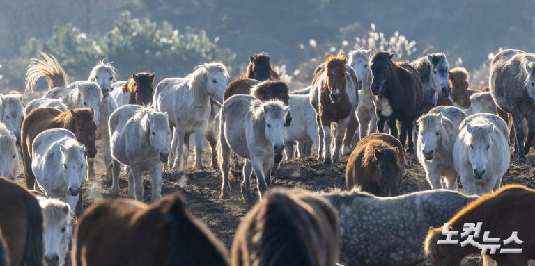 붉은 말의 해, 희망의 아침을 기다리며