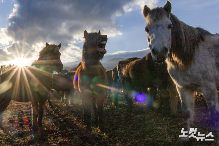 붉은 말의 해, 희망의 아침을 기다리며