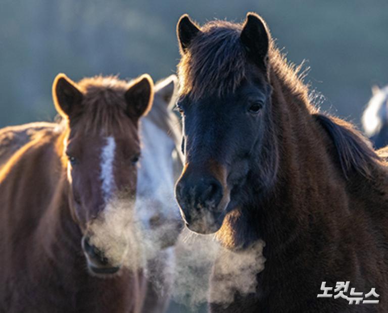 붉은 말의 해, 희망의 아침을 기다리며