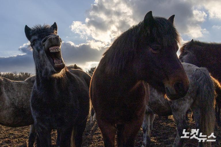 붉은 말의 해, 희망의 아침을 기다리며