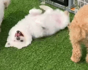 지렁이 댄스 추는 나타.  동물권행동 카라 제공