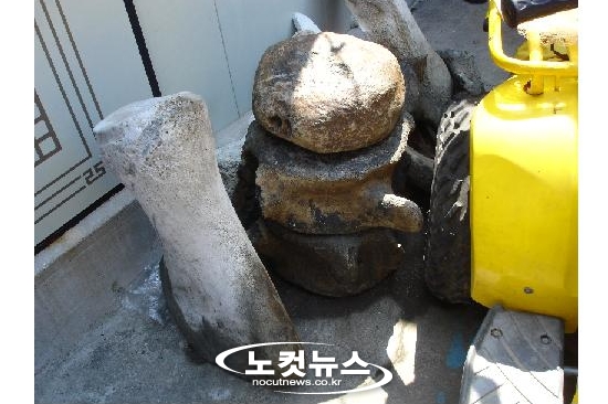 고래뼈