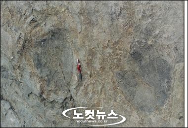 대구 앞산서 1억만년 전 공룡발자국 화석 발견 - 노컷뉴스