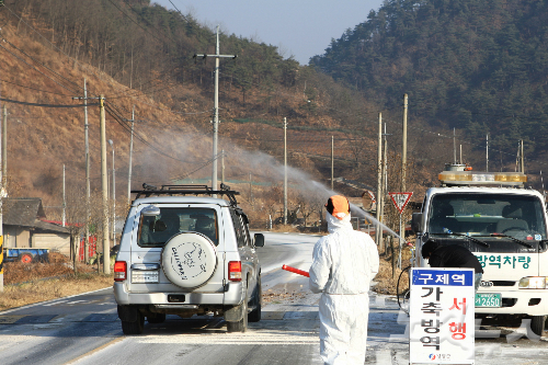 '의성 고령 구제역, 동남아 지역 유행바이러스의 변종' - 노컷뉴스