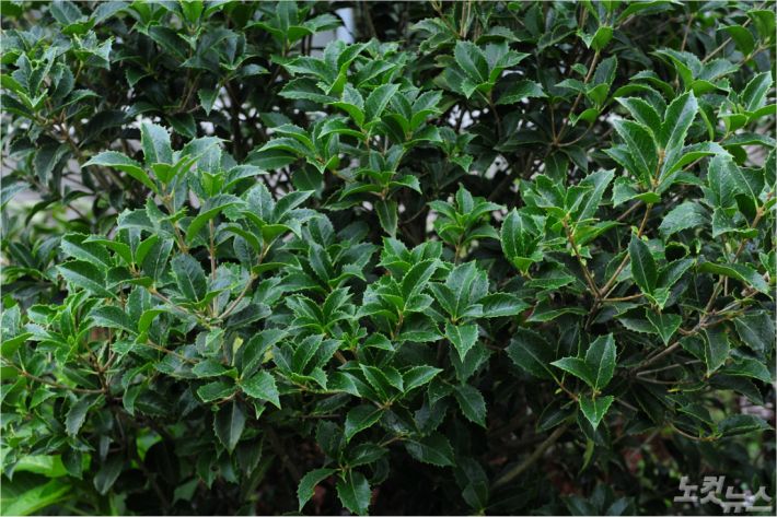 금목서(사진=전남도 제공)