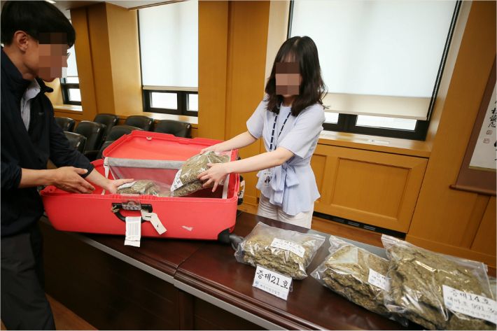 제주지방검찰청에 압수된 대마초와 여행용 가방. (사진=연합뉴스)
