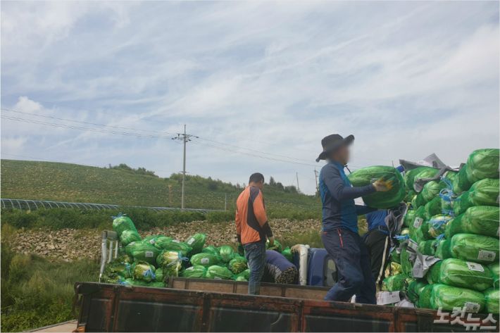 19일 국내 대표 고랭지 채소재배 단지인 강릉시 왕산면 안반데기에서 배추를 싣고 있는 인부들. (사진=전영래 기자)