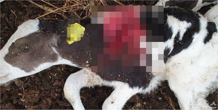 천안 성환읍의 한 축산농가에서 떠돌이개에게 물려 죽은 송아지 사체 모습. (사진=축산농가 제공)