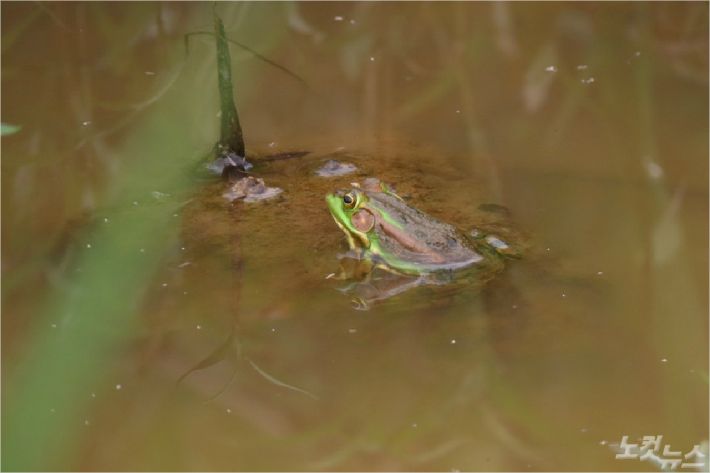 천안 업성저수지에서 발견된 멸종위기 야생생물 2급 금개구리. (사진=천안시지속가능발전협의회 제공)
