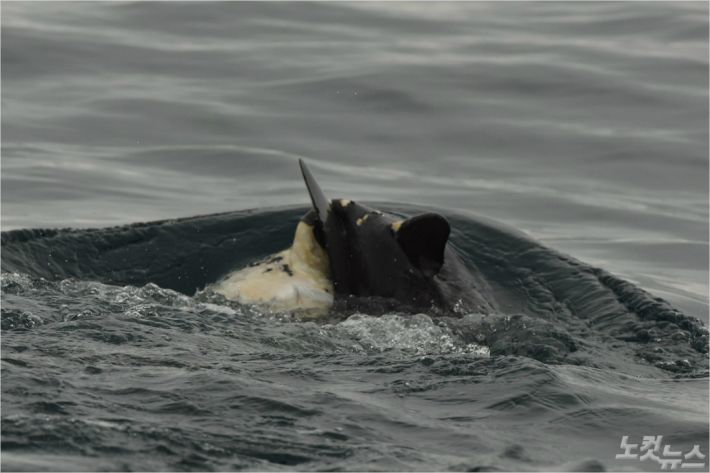 죽은 새끼를 등에 업고 유영하는 어미 남방큰돌고래(사진 제공=국립수산과학원)