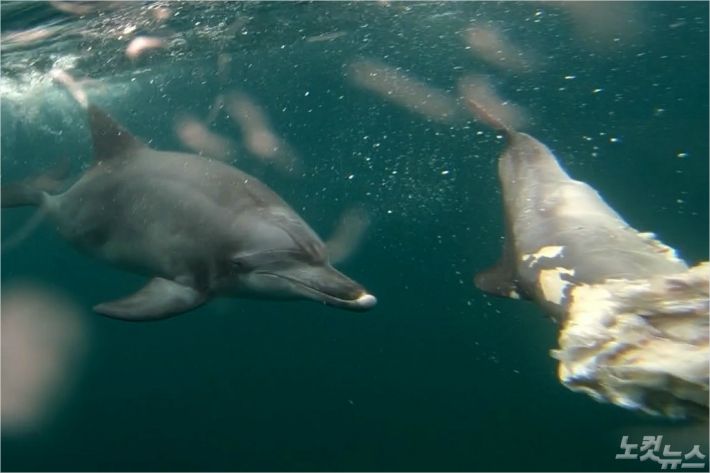 유영 중 새끼 사체가 떨어지자 다가가는 어미 남방큰돌고래(사진제공=국립수산과학원)