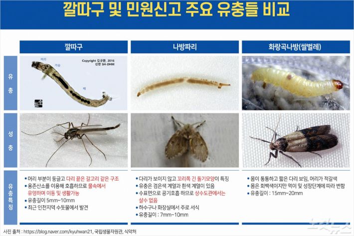 깔따구 및 민원신고 주요 유충들 비교.(사진 = 울산시 상수도사업본부 제공)