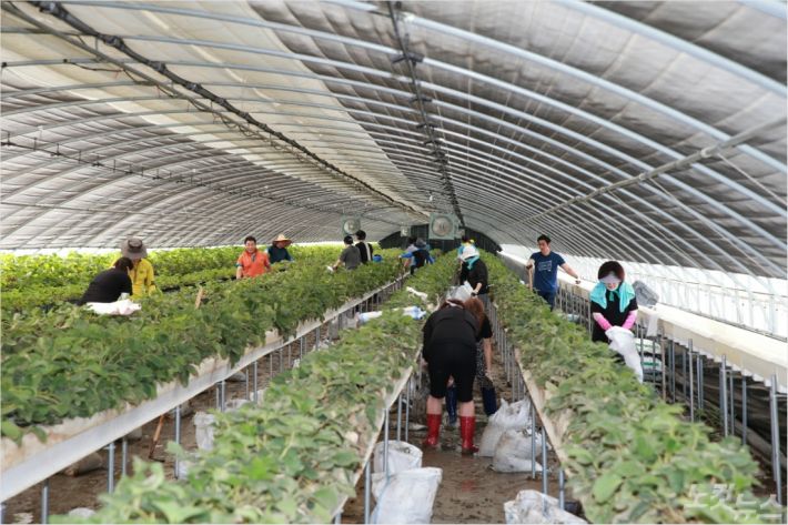 14일 천안시의회 시의원들과 사무국 직원들이 천안 목천읍 딸기 농가를 방문해 수해복구 활동에 나섰다. (사진=천안시의회 제공)
