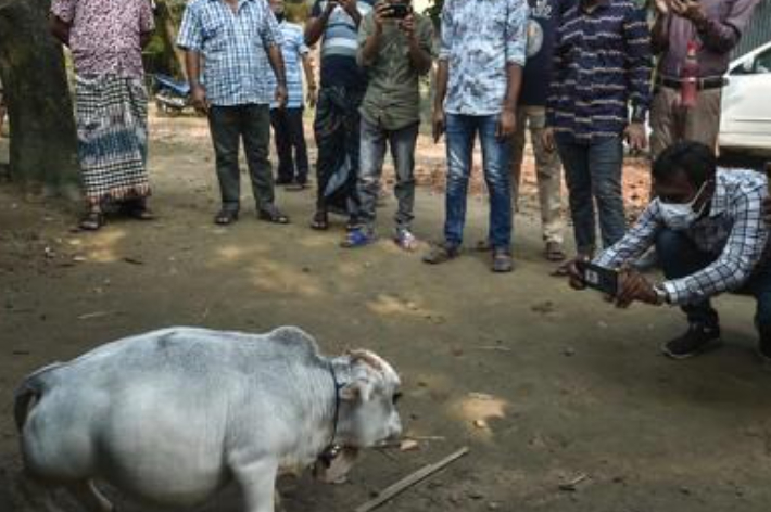  방글라데시 수도 다카 인근 농장에서 난쟁이 소 라니의 사진을 찍는 사람들. 연합뉴스