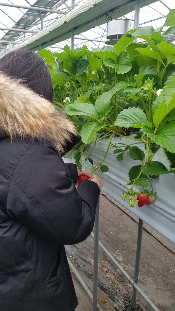 제주시 한경면 저지마을 딸기따기 체험. 제주시 제공