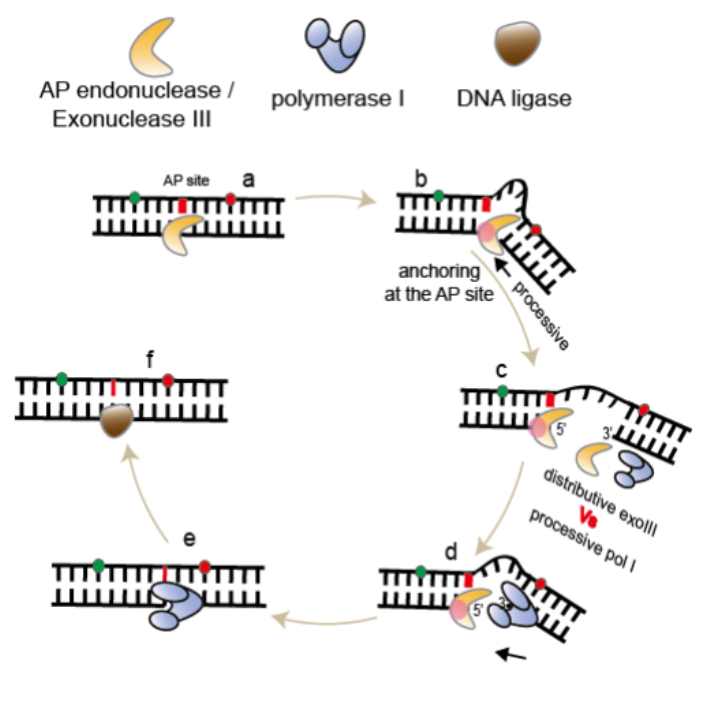 AP 핵산절단효소(AP endonuclease/ExoIII)와 DNA 중합효소(DNA polymerase)가 손상된 유전자의 염기를 복구하는 과정을 나타내는 모식도. 한국연구재단 제공