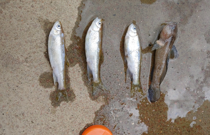 부산 학장천에서 폐사한 물고기들. 학장천살리기주민모임 제공
