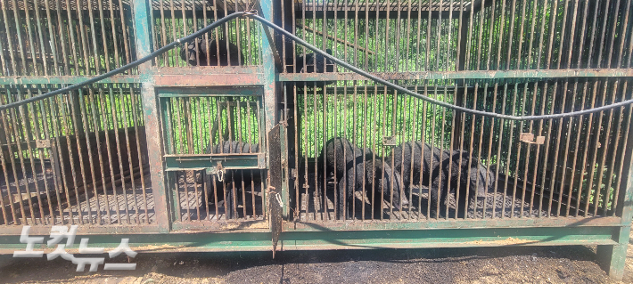 세살 된 어린 곰들 5마리가 한 케이지 안에서 부산하게 돌아다니고 있고 밑에는 배설물이 가득 쌓여 있는 모습. 박창주 기자