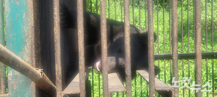 A씨 농장에서 한 20년생 이상된 곰 한 마리가 폭염에 지친듯 드러누워 미동조차 하지 않고 있는 모습. 박창주 기자