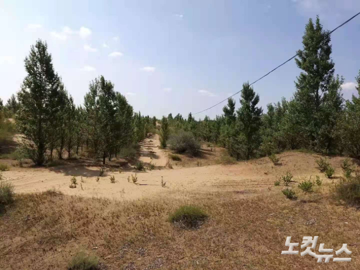 쿠부치사막에 나무가 심어진 모습. 안성용 기자