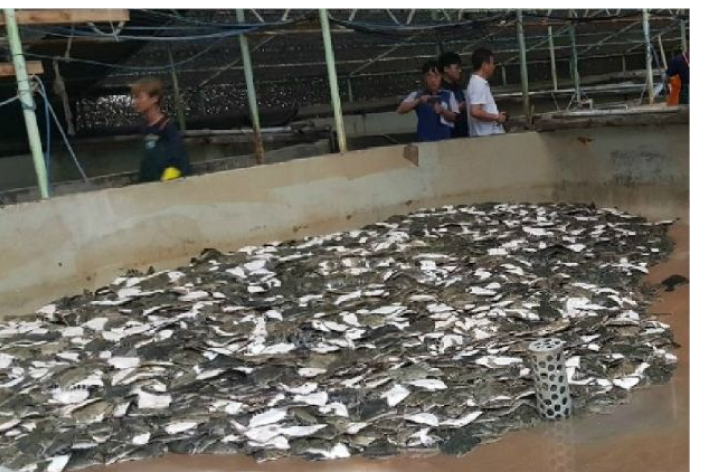 고수온으로 인해 폐사한 물고기. 자료사진