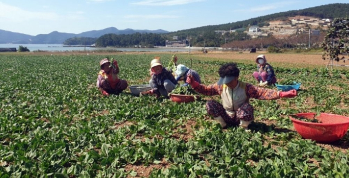 시금치밭. 연합뉴스