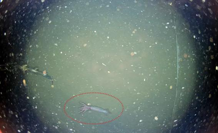 동해 심해에서 촬영된 심해오징어. 국립수산과학원 제공